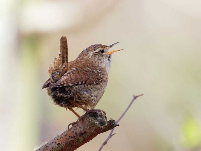 Wren