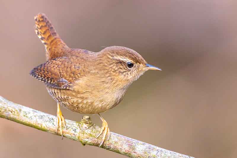 Wren