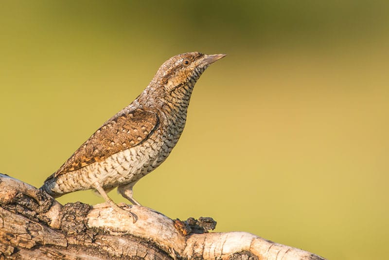 Wryneck