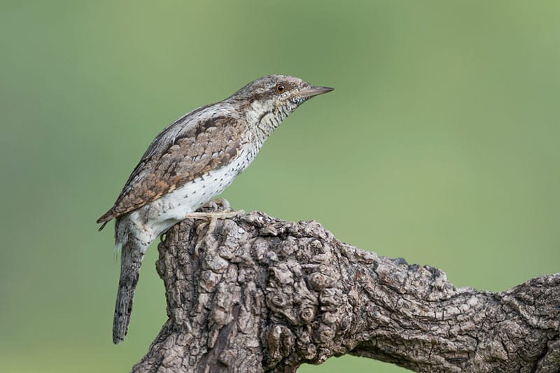 Wryneck
