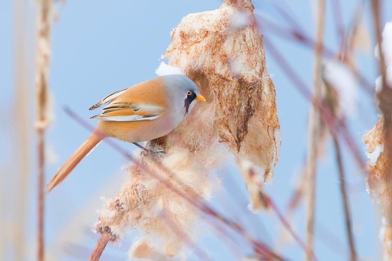 Bearded Tit