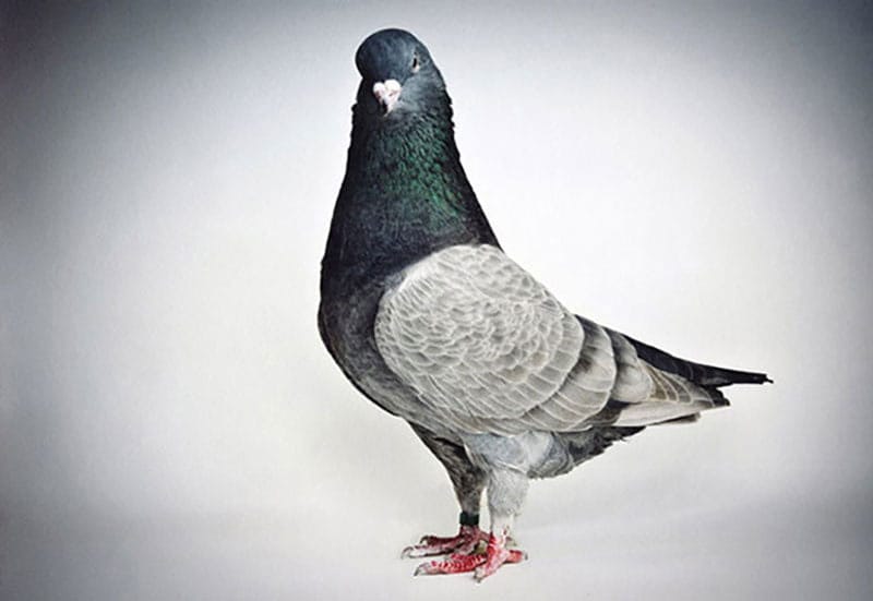Darwin Pigeon