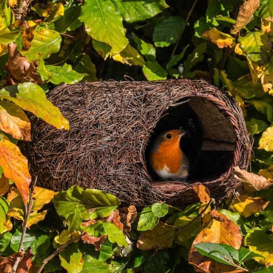 Robin Brushwood Nest