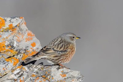 Alpine Accentor