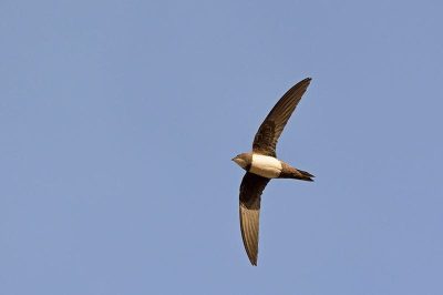 Alpine Swift