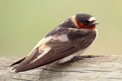 American Cliff Swallow