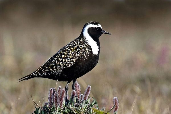 American Golden Plover
