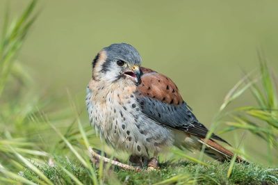 American Kestrel