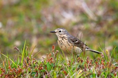 American Pipit