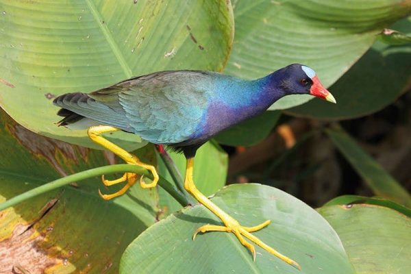 American Purple Gallinule