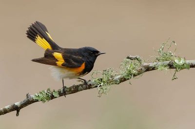 American Redstart