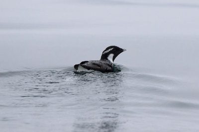 Ancient Murrelet