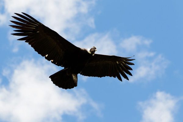 Andean Condor