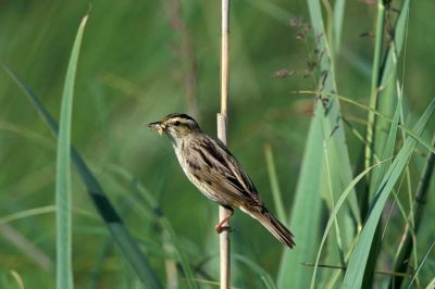 Aquatic Warbler