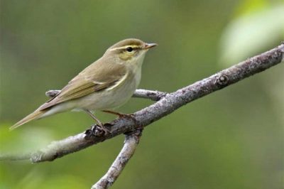 Arctic Warbler