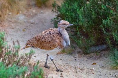 Asian Houbara