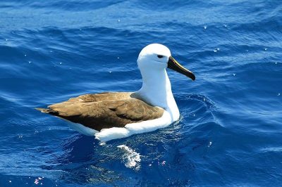 Atlantic Yellow-Nosed Albatross