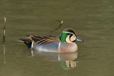 Baikal Teal