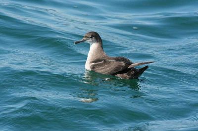 Balearic Shearwater