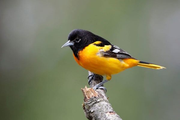 Baltimore Oriole