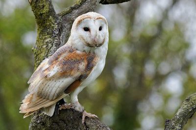 Barn Owl
