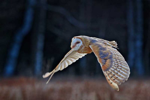 Barn Owl