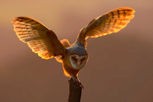 Barn Owl At Sunset