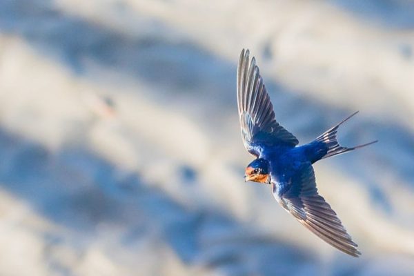 Barn Swallow In Flight