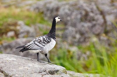 Barnacle Goose
