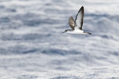 Barolo Shearwater