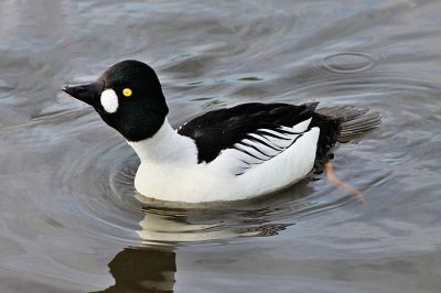 Barrow's Goldeneye