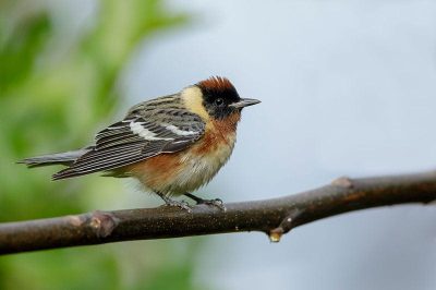 Bay-Breasted Warbler