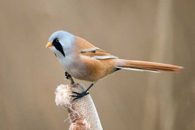 Bearded Tit