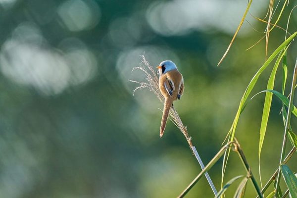 Bearded Tit