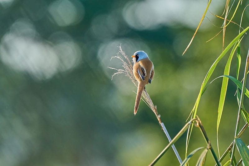 Bearded Tit