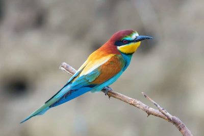 Bee-Eater