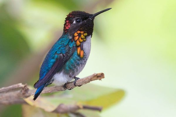 Bee Hummingbird