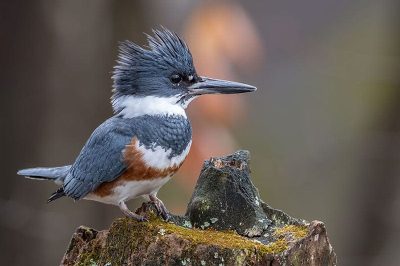 Belted Kingfisher