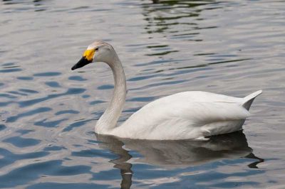 Bewick's Swan