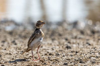 Bimaculated Lark