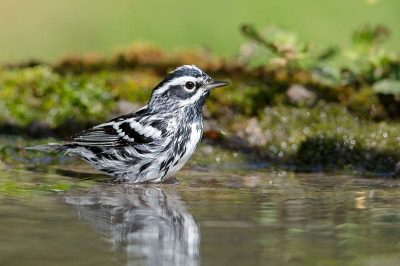 Black-And-White Warbler