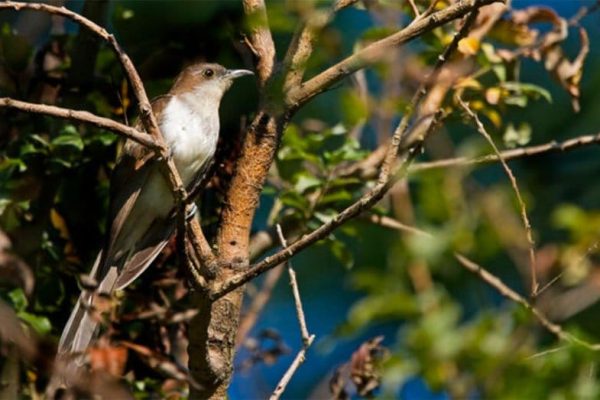Black-Billed Cuckoo