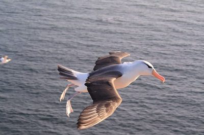Black-Browed Albatross