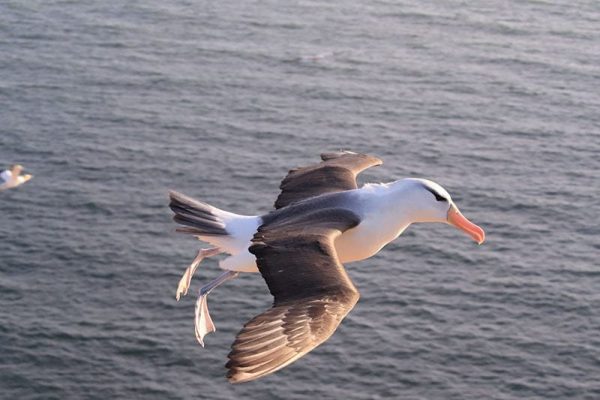 Black-Browed Albatross