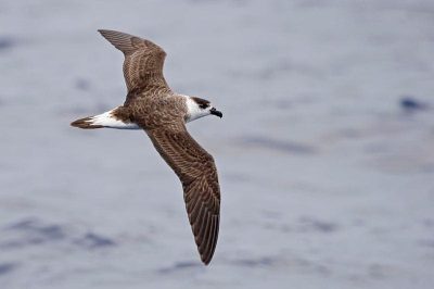 Black-Capped Petrel