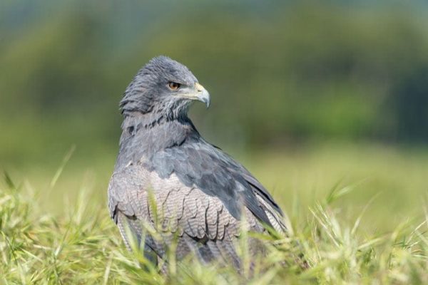 Black-Chested Buzzard Eagle