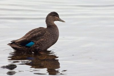 Black Duck