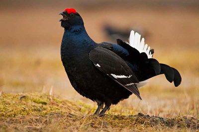 Black Grouse