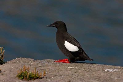 Black Guillemot