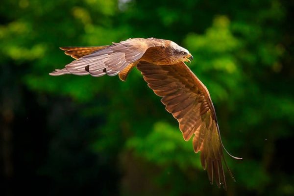 Black Kite